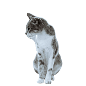 A Curious Gray Tabby Cat Sits On A Ledge, Looking Into The Distance, Showcasing Its Elegant Fur. 15934 - Cat PNG image with transparent background